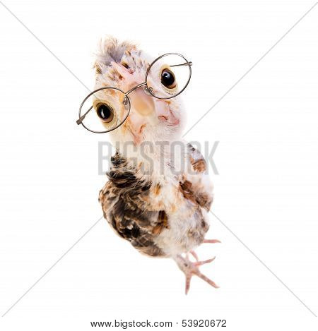 Nestling