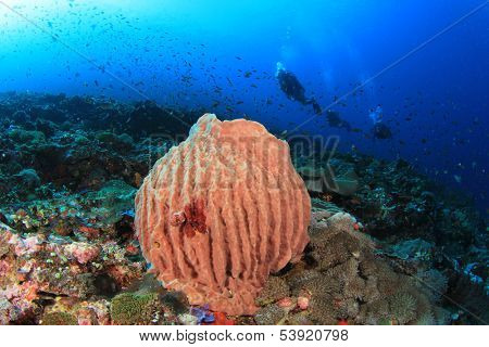 Scuba Diving on coral reef with large barrel sponge