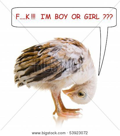 Little Chick