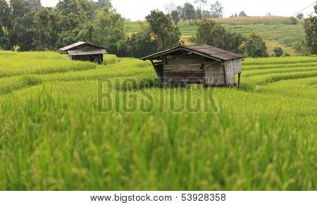 Green Terraced Rice Field In Chiangmai, Thailand
