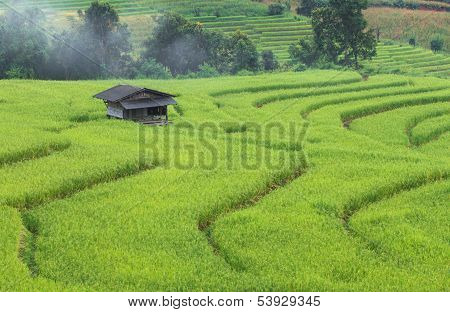 Green Terraced Rice Field In Chiangmai, Thailand