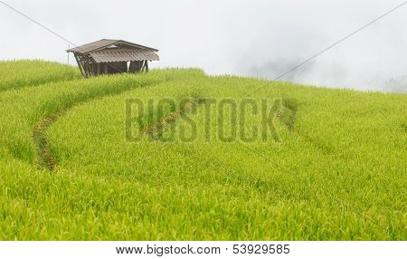 Old Farmer House In The Rice Field With Fog On The Mountain In Chiangmai, Thailand