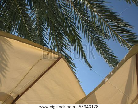 Umbrellas And Palm Leaves
