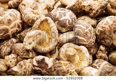 Dried shiitake