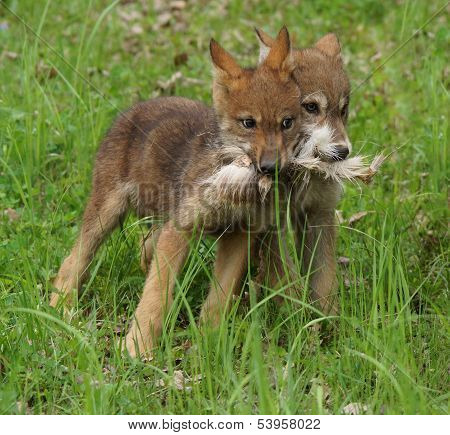 wolf pups