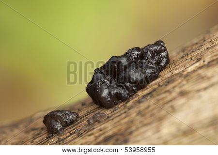 Exidia Plana