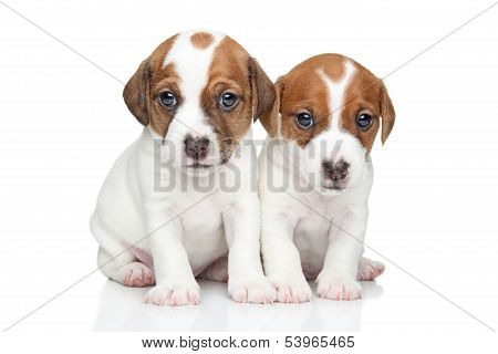 Jack Russell Terrier Puppies