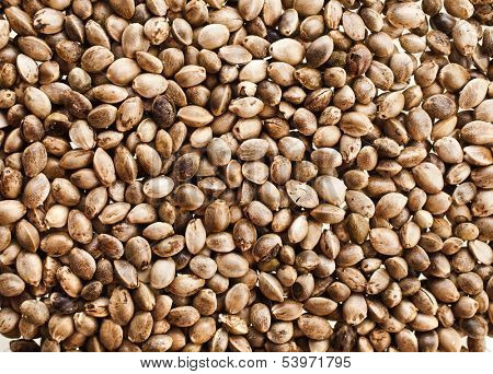 Cannabis Hemp seeds close up surface top view background