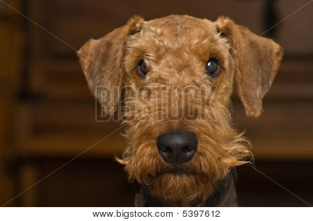 สุนัขเทร์เรียร์ Airedale มองผู้บริสุทธิ์