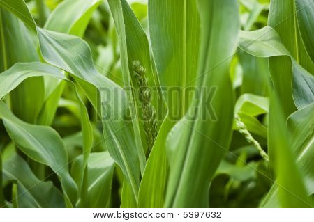 Cornstalk emergenti
