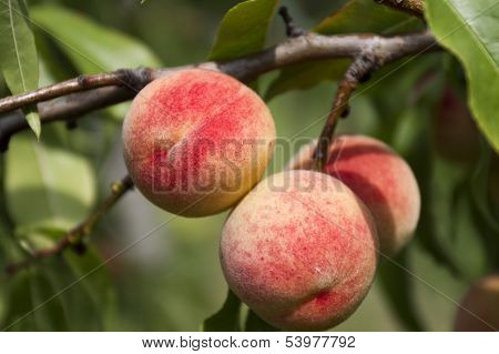 Apricot Tree With Fruits.