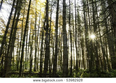 Sun Shining Through The Autumn Trees