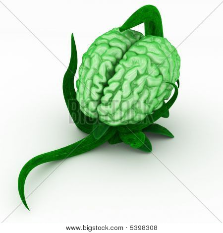 Planta de cerebro