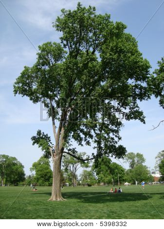 Natur-Baum