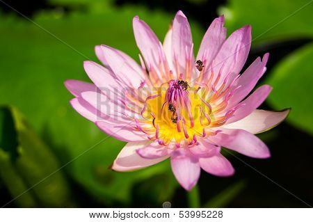 Pink Lotus Flower