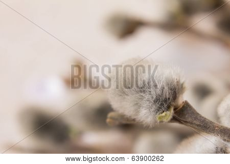 pussy-willow