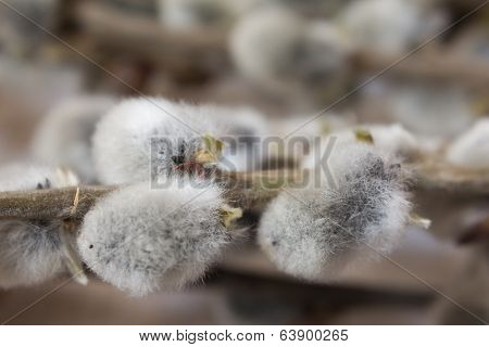 pussy-willow
