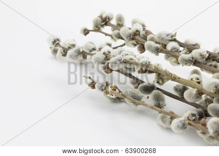 pussy-willow