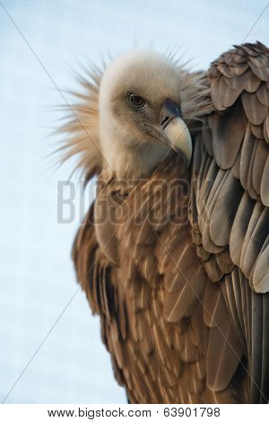 Portrait of griffon vulture (Gyps fulvus) on stump