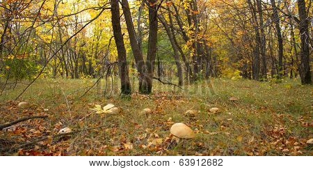 Mushrooms in the forest