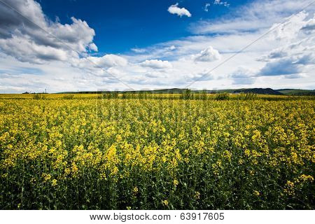 Rape flower field