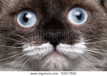 closeup portrait siamese cat with blue eyes