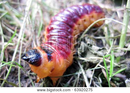 Big Red Grub As Fishfood