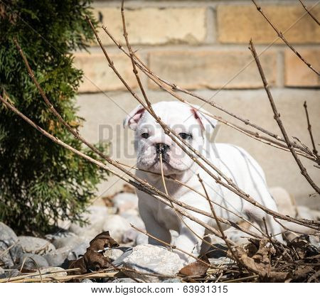 english bulldog puppy playing in the garden