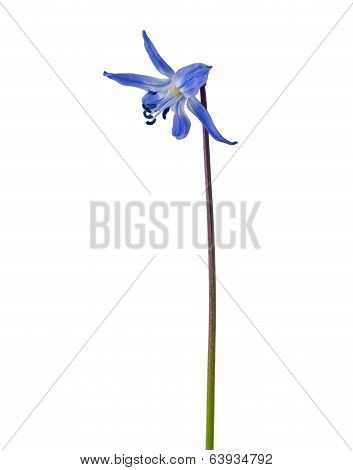 Scilla