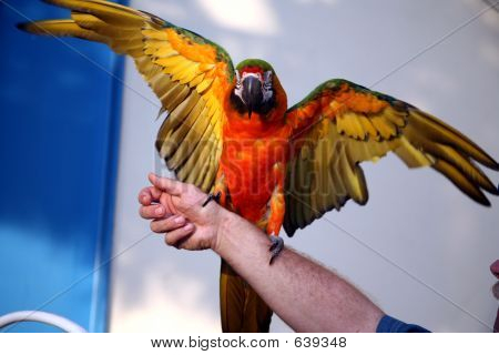 Grün und Gold Macaw