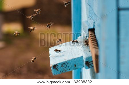 bees flying into the hive