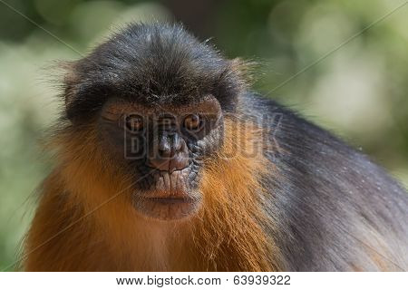 Portrait Of A Western Red Colobus Monkey