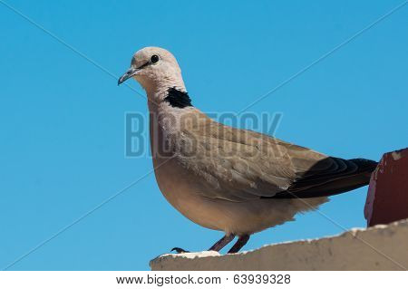 Vinaceous Dove (streptopelia Vinacea)
