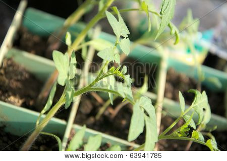 Young Sprout Of Tomato
