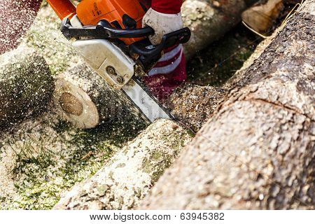 Man Sawing A Log In His Back Yard