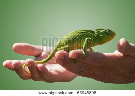 Chameleon and hands