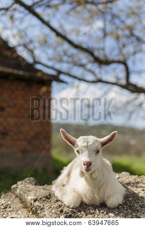 Goatling