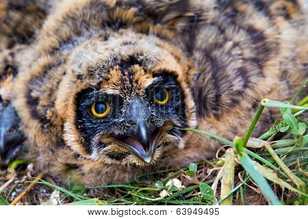 Nestling Of Short-eared Owl