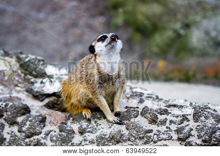 Meerkat
