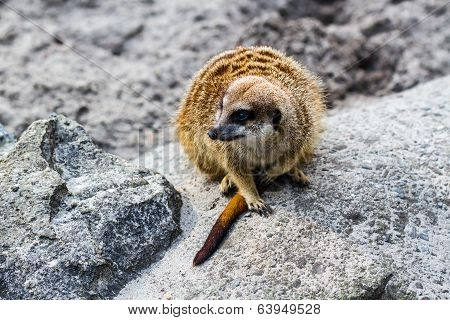 Meerkat