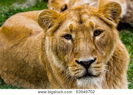 Lioness
