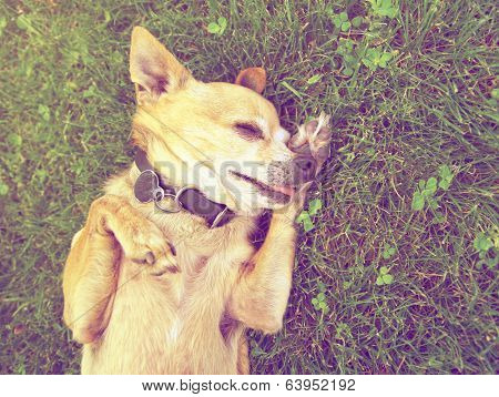 a cute chihuahua laying in the grass outside done with a retro vintage instagram filter 