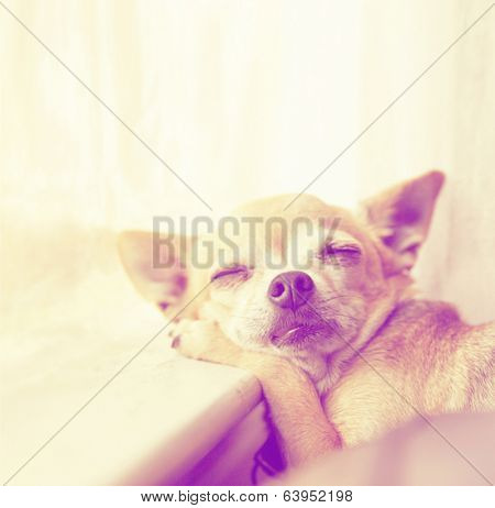a cute chihuahua laying in the sunshine on a window sill done with a retro vintage instagram filter