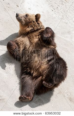 Young Brown Bear (ursus Arctos Arctos) Lying On The Ground