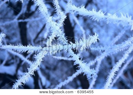 Winter Branches Of Trees Sprinkled With Hoarfrost