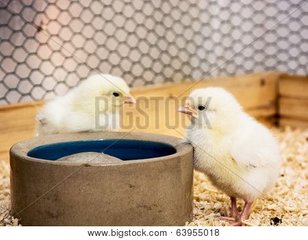 Two Cute Yellow Chicks