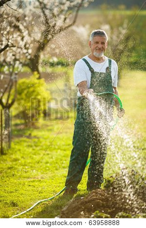 Portrait of a handsome senior man gardening in his garden, on a lovely spring day (color toned image)