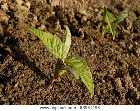small seedlings of ash-leaved maple