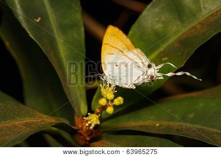Fluffy Tit Butterfly On Flower