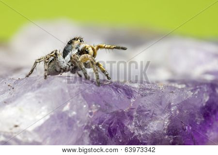 Portrait of a jumping spider